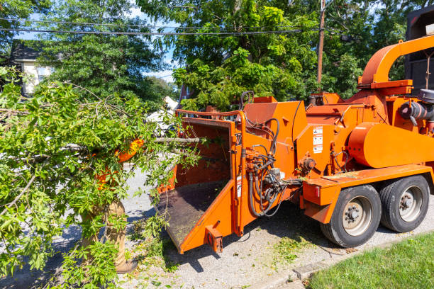 Best Tree Clearing Services  in Palm Beach, FL